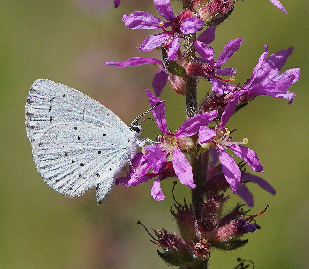 Schwalbenschwänze auf Abwegen